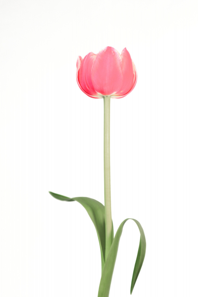 Pink tulip von Rosana Laiz Blursbyai