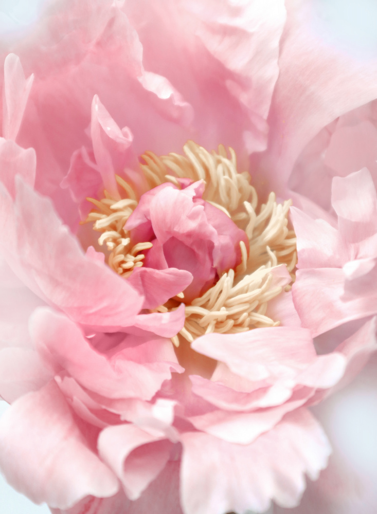 Blush peony I von Rosana Laiz Blursbyai