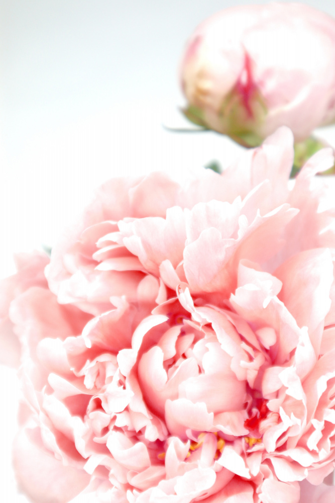 Blush peony IX von Rosana Laiz Blursbyai