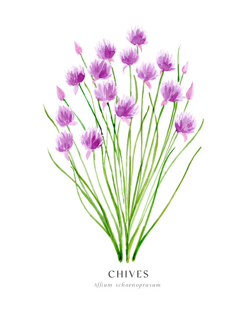 Chives I von Rosana Laiz Blursbyai