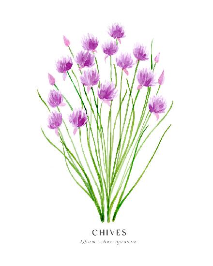 Chives I