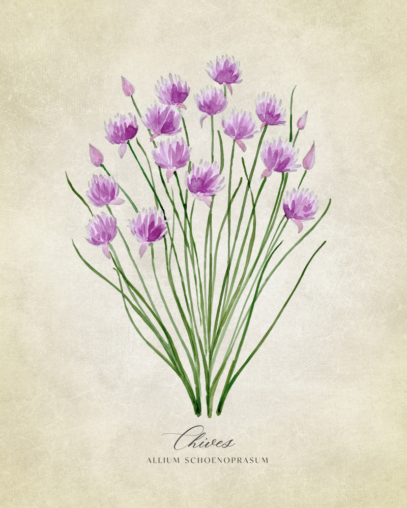 Chives vintage von Rosana Laiz Blursbyai