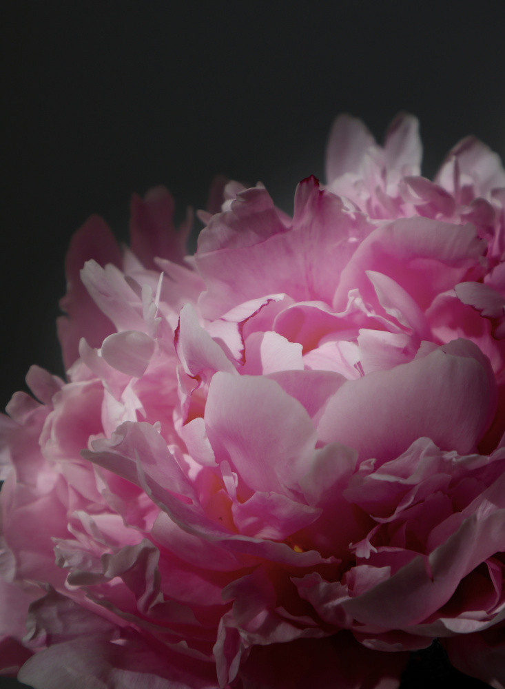 Moody pink peony I von Rosana Laiz Blursbyai