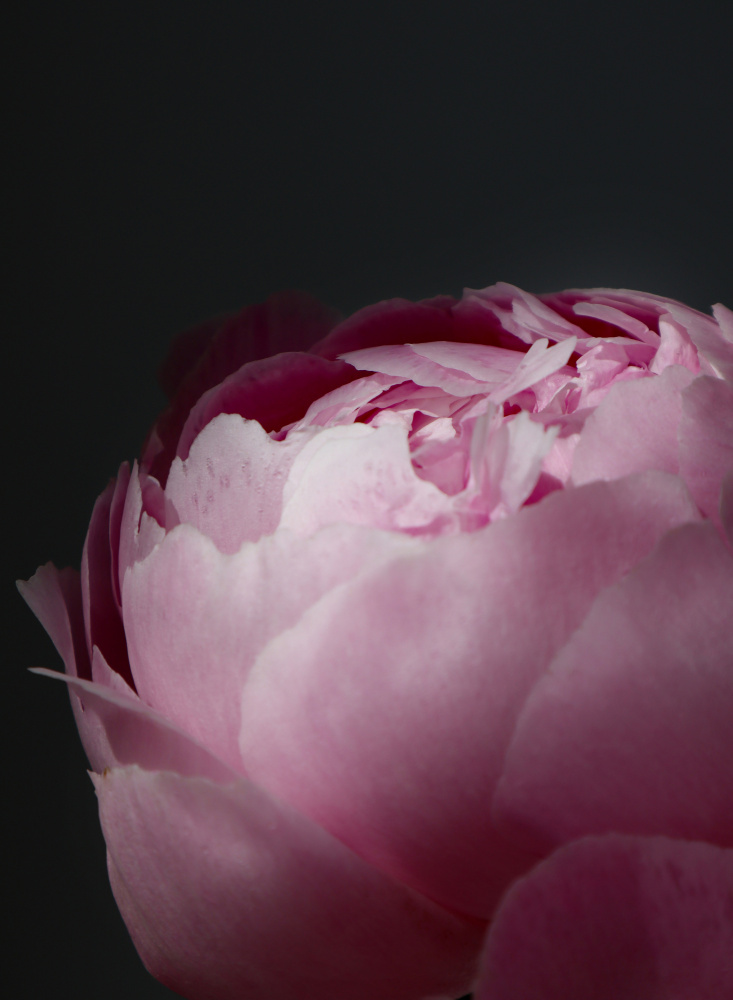 Moody pink peony II von Rosana Laiz Blursbyai