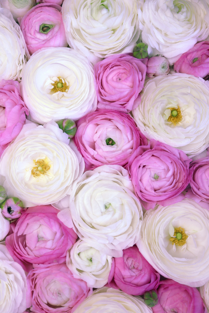 Scattered ranunculus in pink II von Rosana Laiz Blursbyai