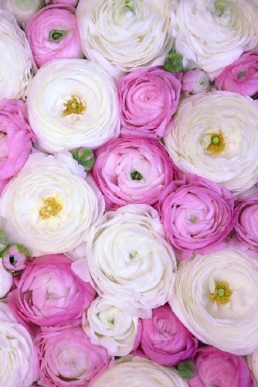 Scattered ranunculus in pink II