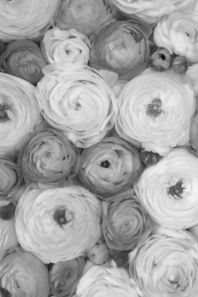 Scattered ranunculus grayscale II von Rosana Laiz Blursbyai