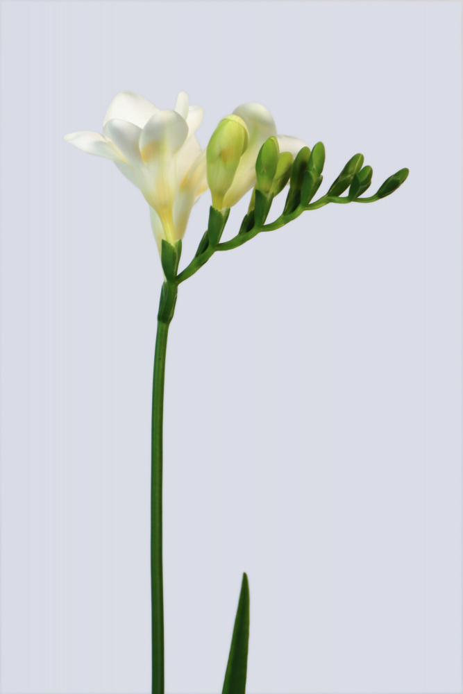 White freesia von Rosana Laiz Blursbyai