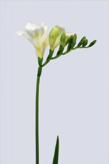 White freesia