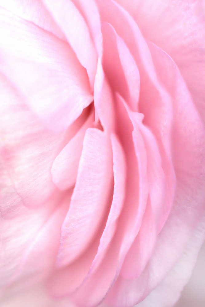 Soft pink petals von Rosana Laiz Blursbyai