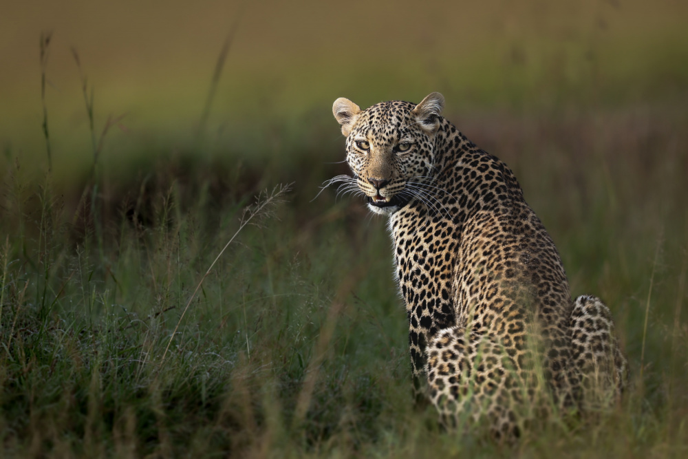 African Leopard ... von Roshkumar