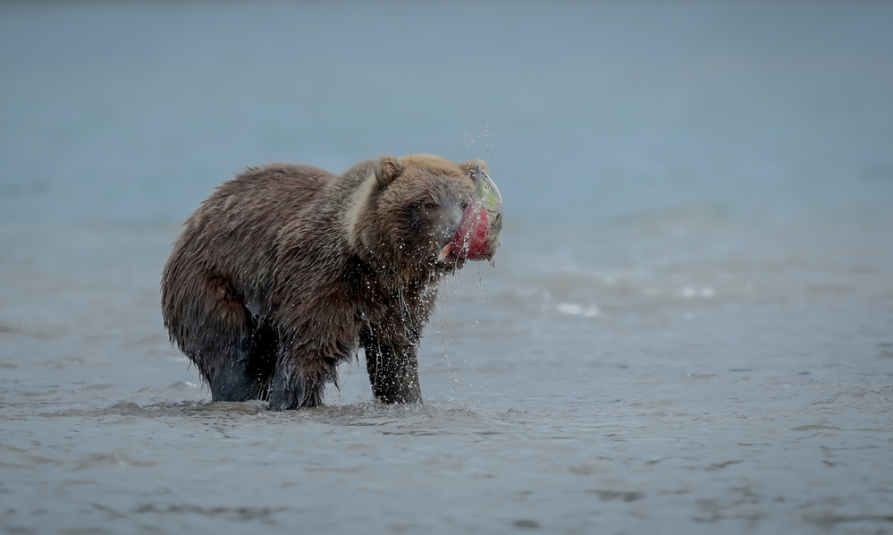 Bear With Salmon Fish von Roshkumar