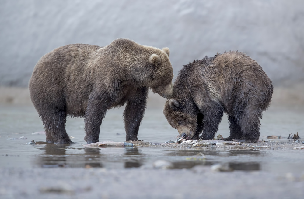 Mothers Kiss von Roshkumar