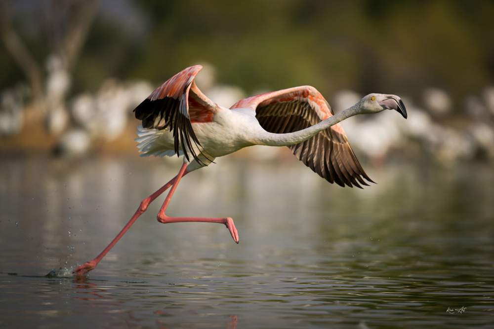 Flamingo Take Off von Roshkumar