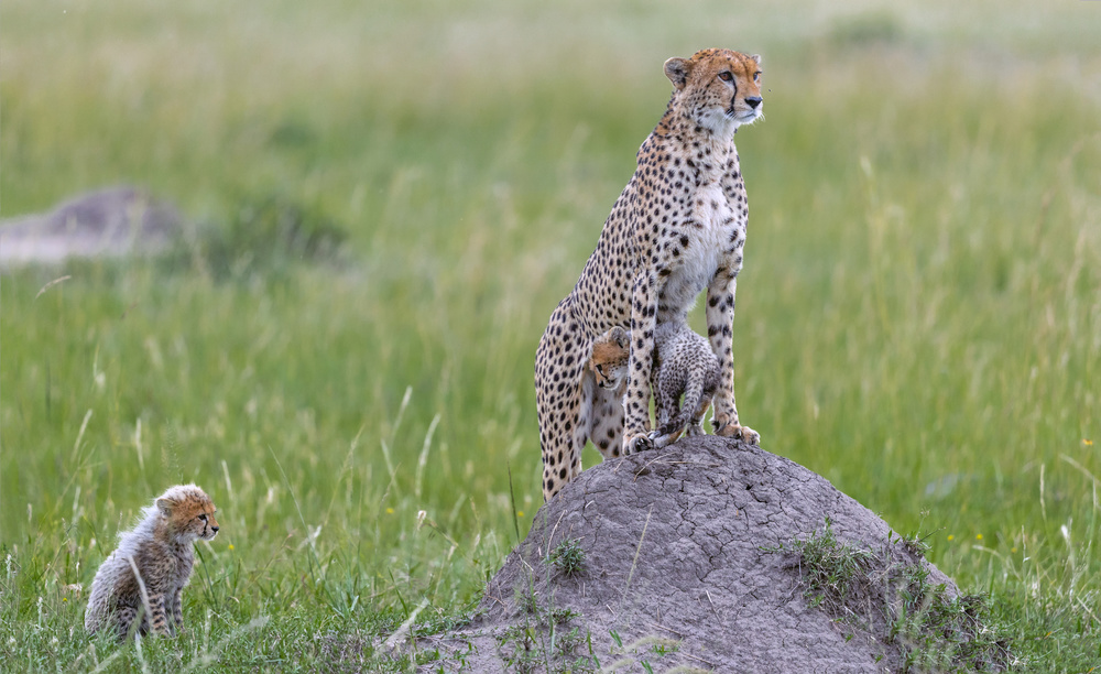 Cheetah and Cubs von Roshkumar