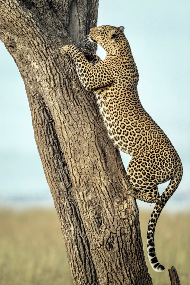 Leopard In Africa von Roshkumar