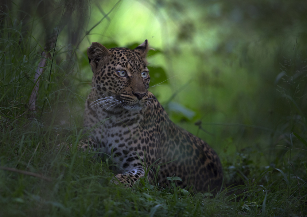 Leopard In Africa von Roshkumar