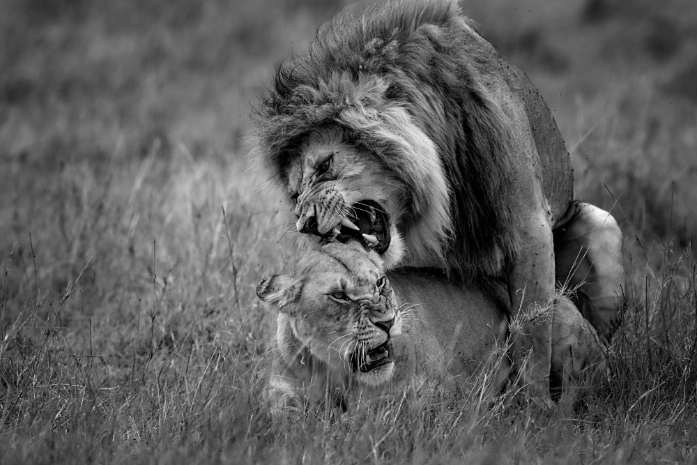 Lion Mating von Roshkumar