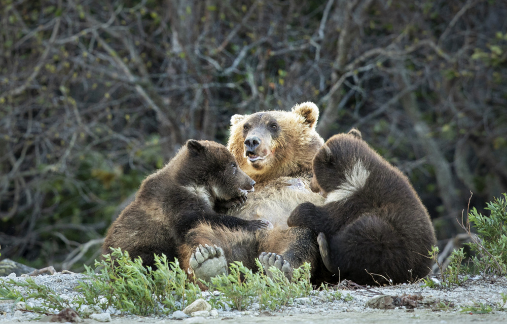 Mother’s Care von Roshkumar