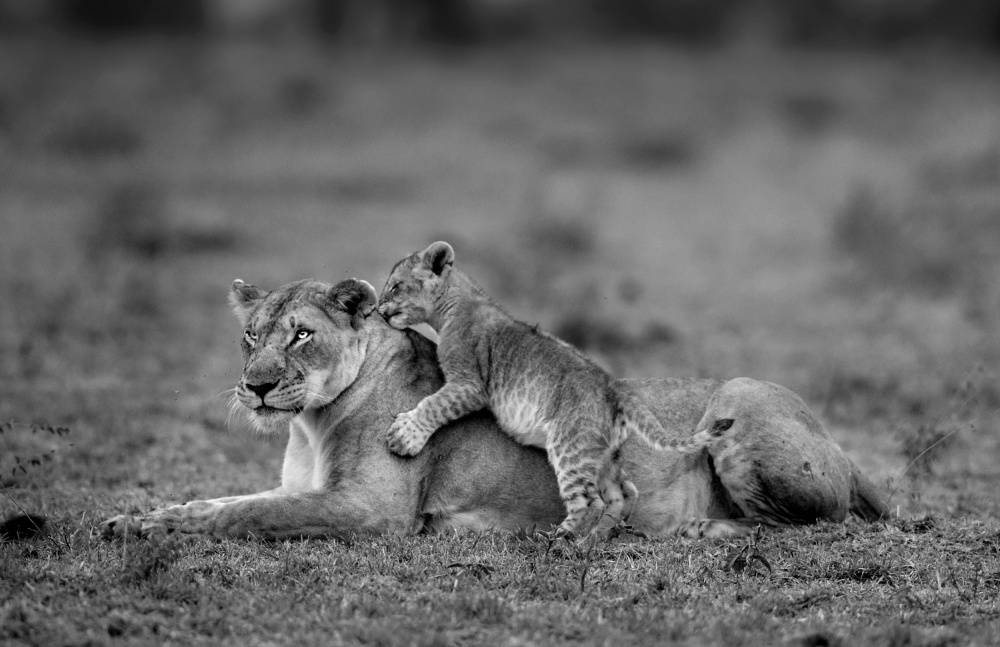 Playtime with mum von Roshkumar