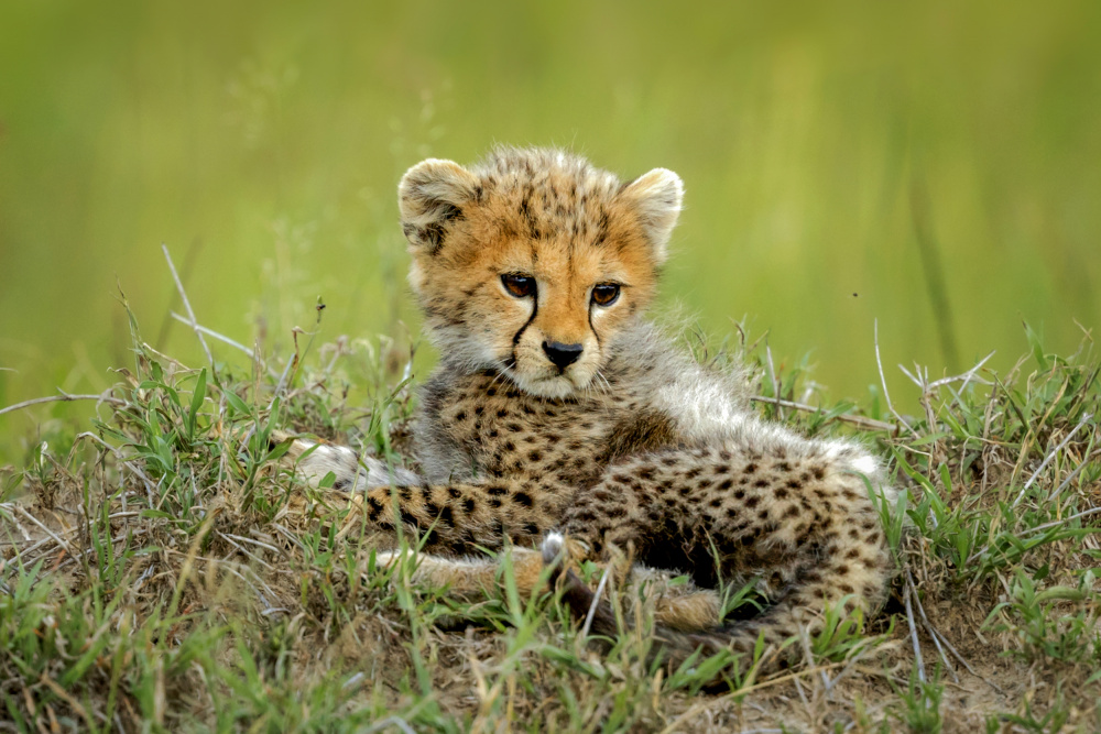 Cute Cheetah Cub... von Roshkumar