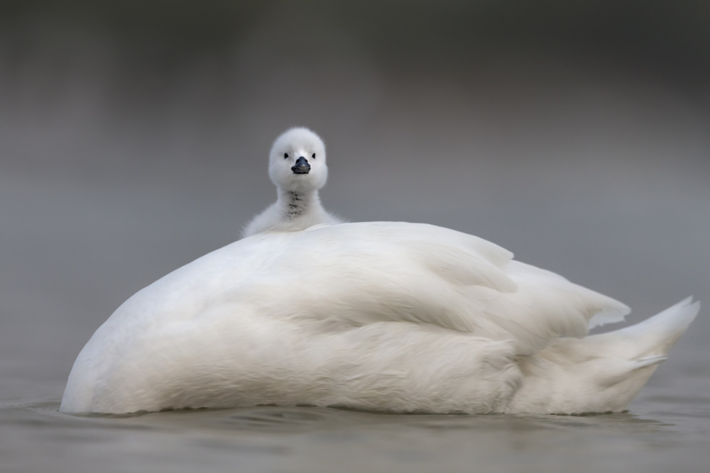 Cute chick with Mum von Roshkumar