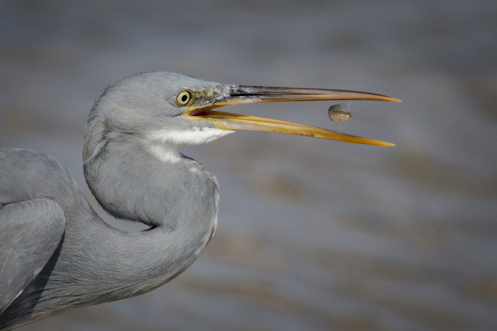 Timing Is Everything ! von Roshkumar