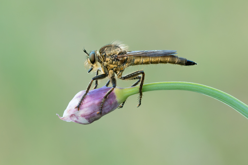 on a swing von Rostislav Kralik