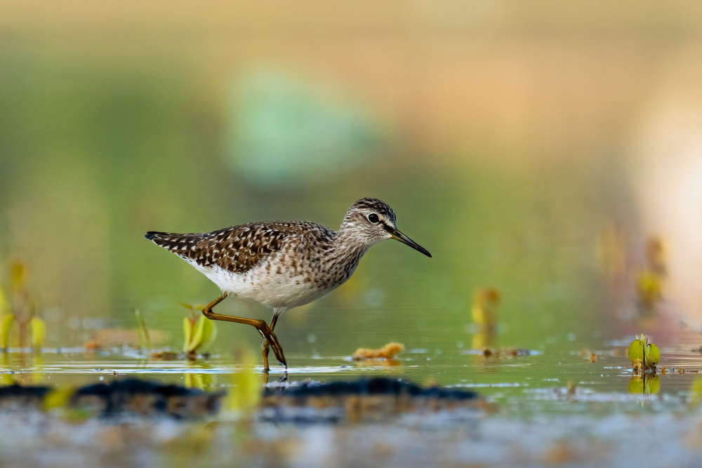 Wood sandpiper (Tringa glareola) von Rostislav Kralik