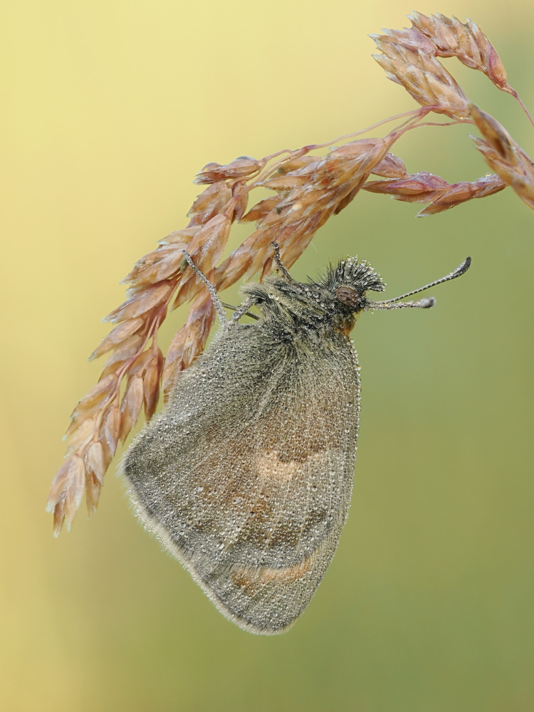 Coenonympha pamphilus von Rostislav Kralik