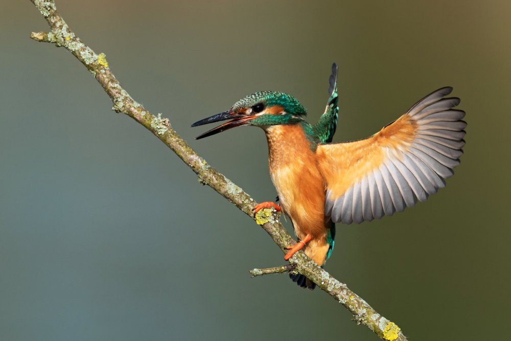 kingfisher von Rostislav Kralik