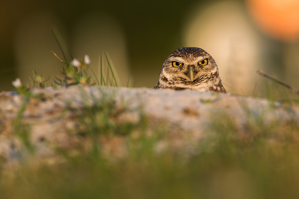 Burrowing Owl (Athene cunicularia) von Rostislav Kralik