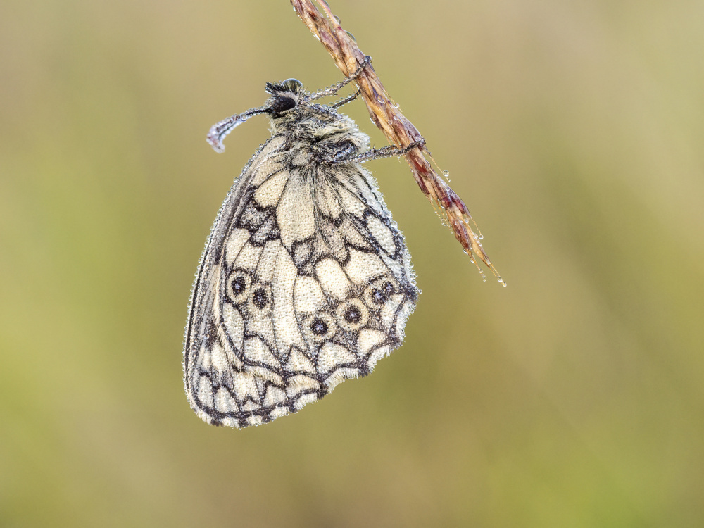 Marbled white (Melanargia galathea) von Rostislav Kralik