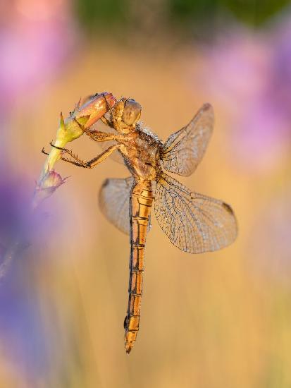 Orthetrum coerulescens