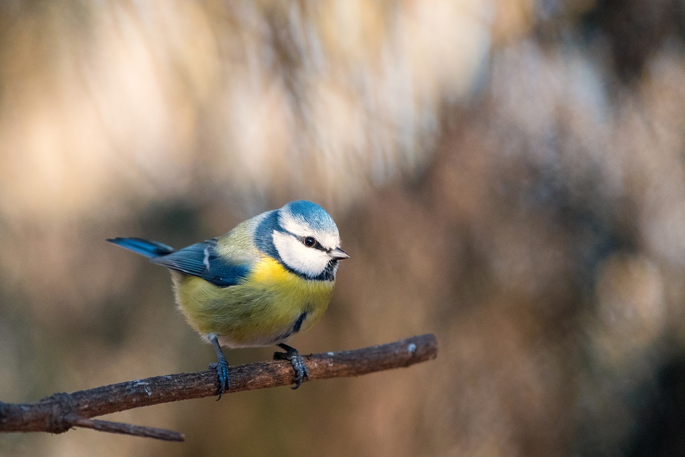 Parus caeruleus von Rostislav Kralik