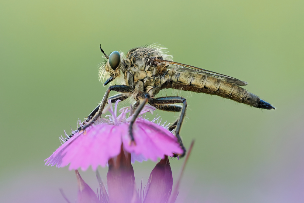 Robber fly von Rostislav Kralik