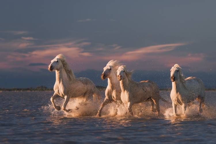 Angels of Camargue II von Rostov