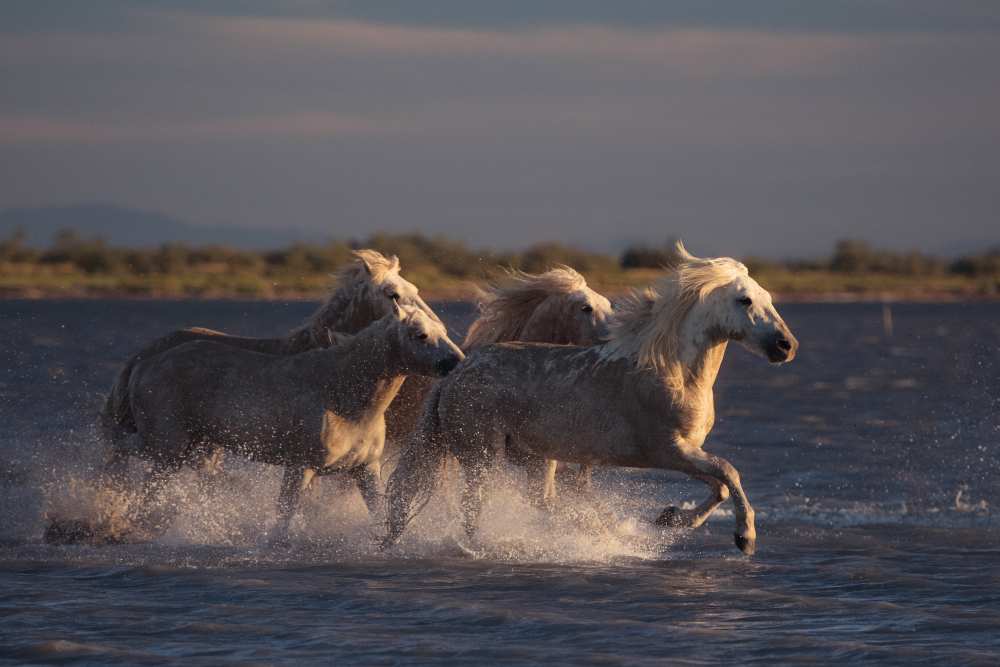 Angels of Camargue von Rostovskiy Anton