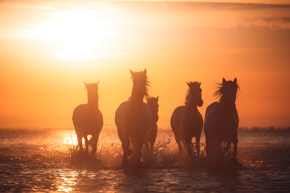 Camargue angels von Rostovskiy Anton