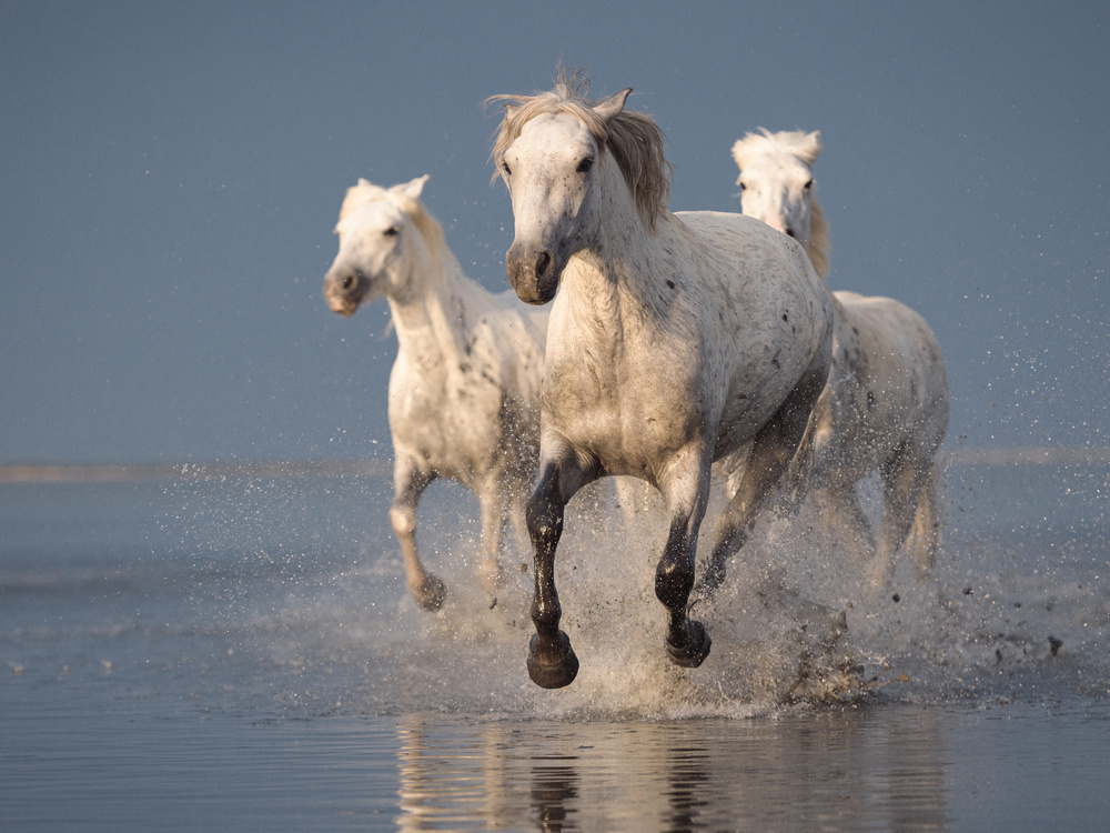 Camargue horses on sunset von Rostovskiy Anton