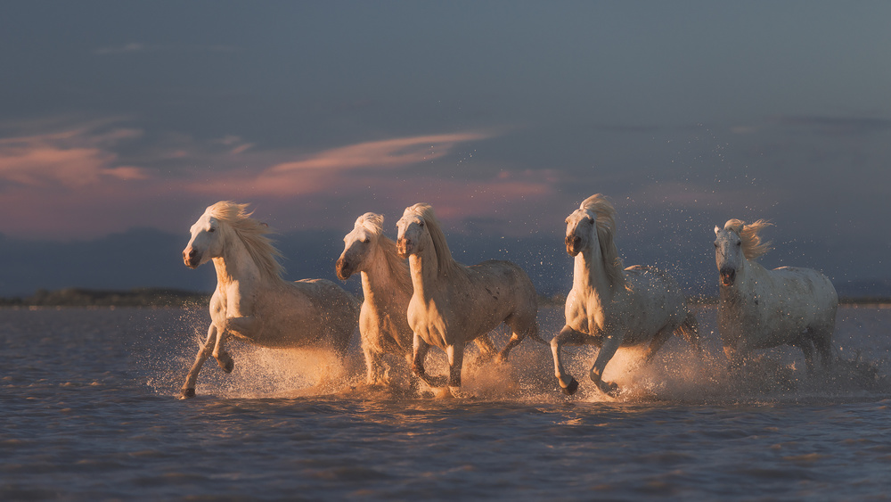 Camargue horses on sunset von Rostovskiy Anton