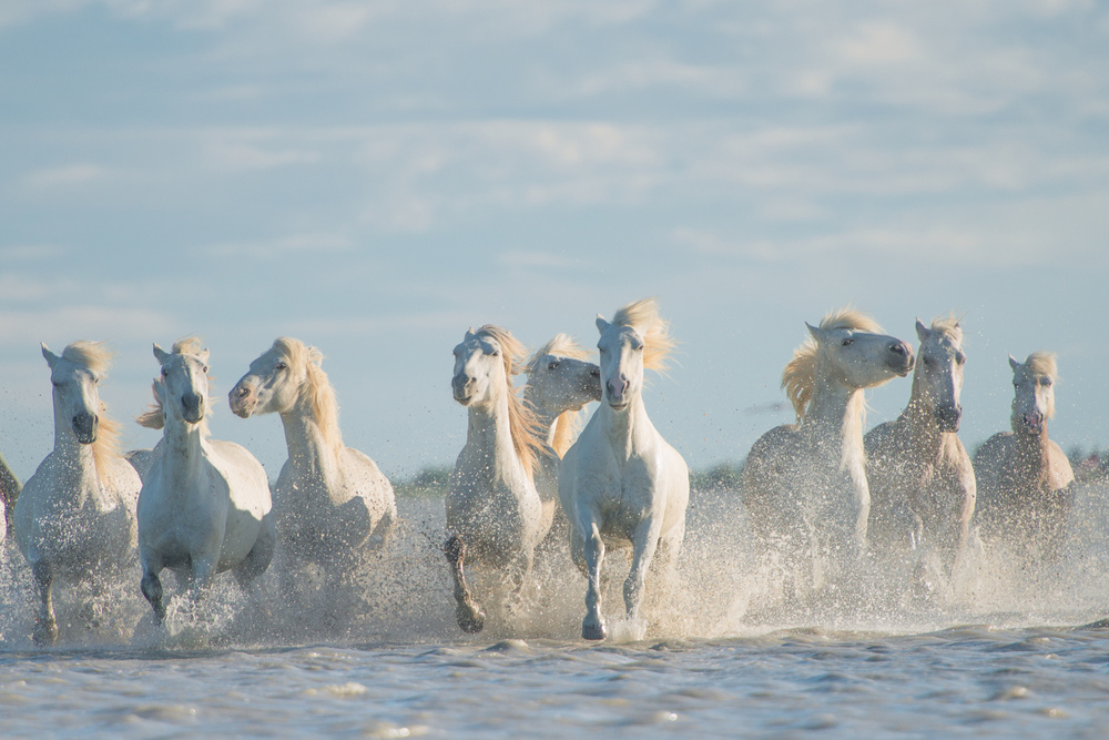 Angels of Camargue von Rostovskiy Anton