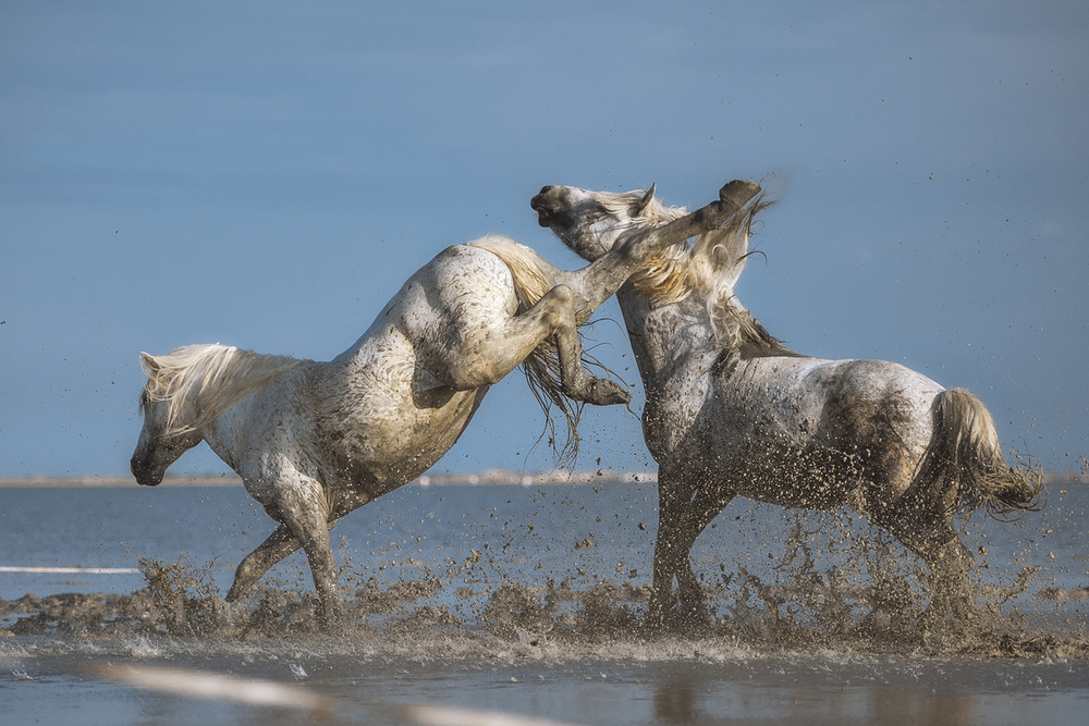 Fight von Rostovskiy Anton