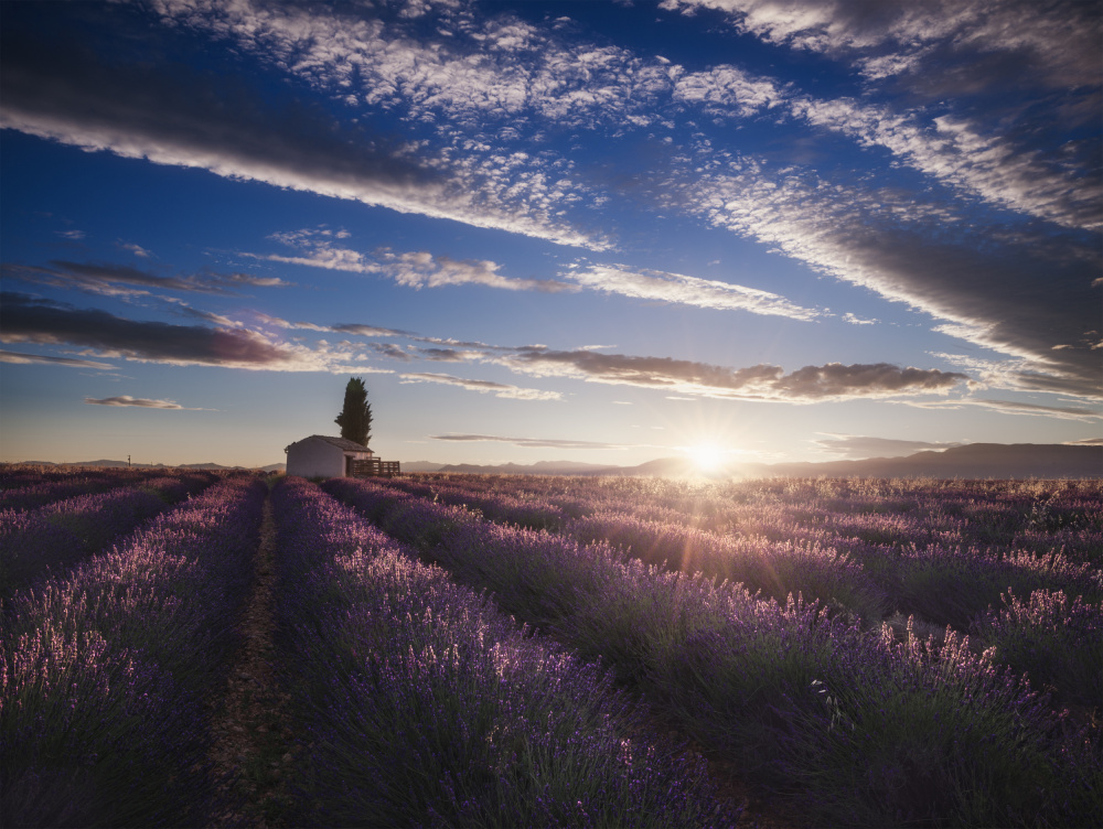 lavender sunrise von Rostovskiy Anton