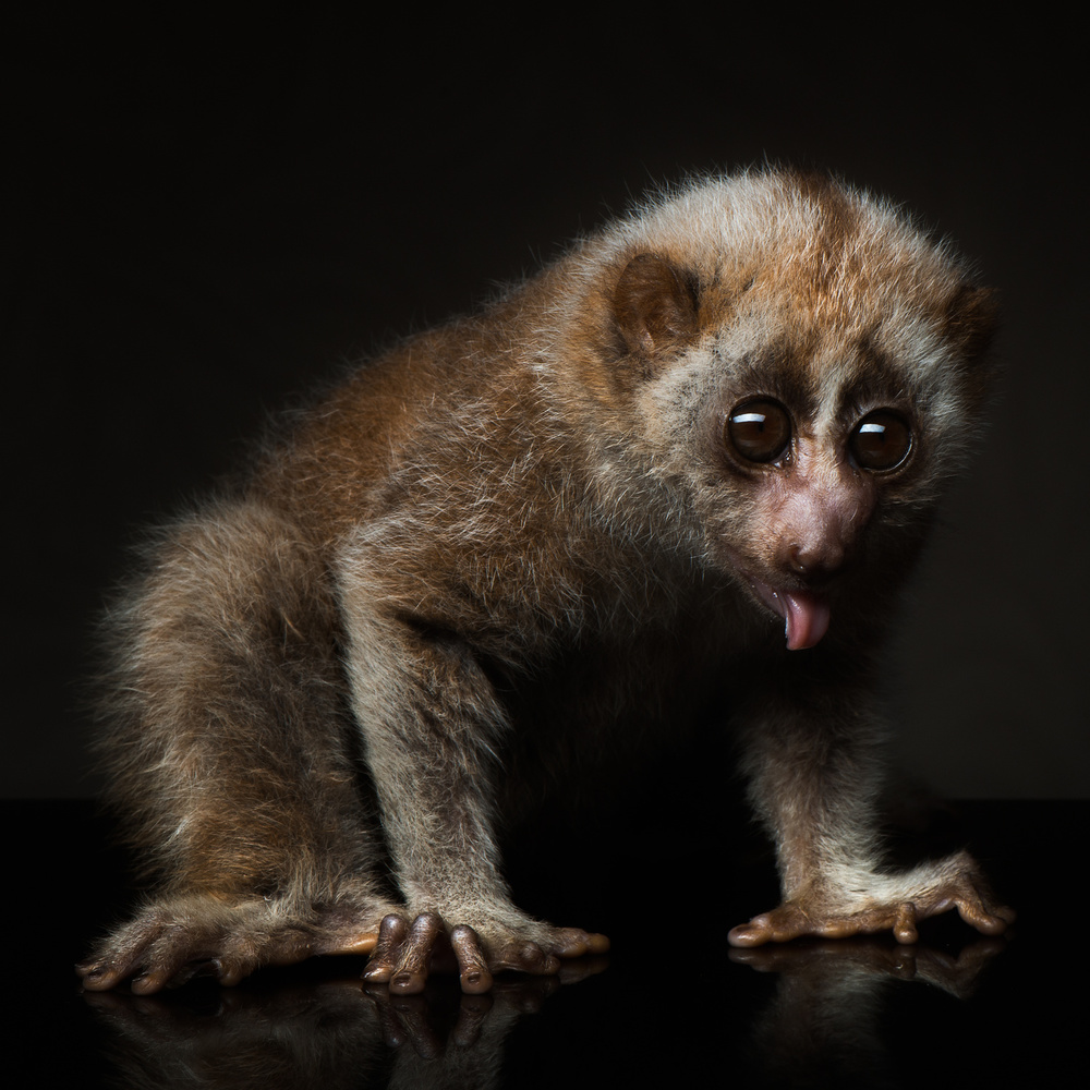 lorises von Rostovskiy Anton