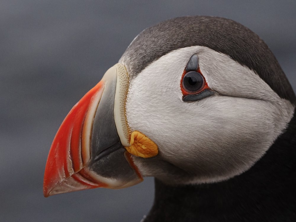 puffin von Rostovskiy Anton