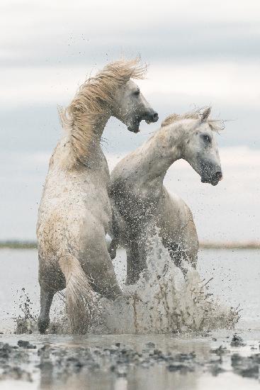 horses