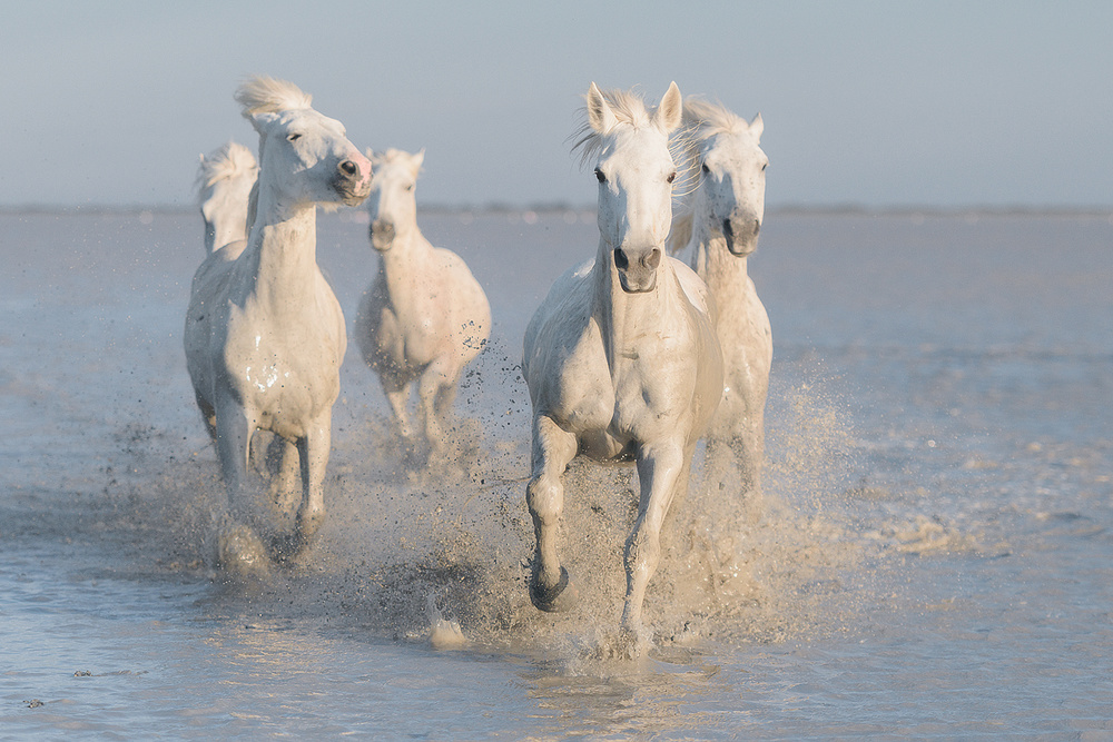 horses von Rostovskiy Anton