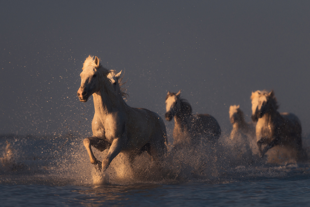 horses in sunset light von Rostovskiy Anton