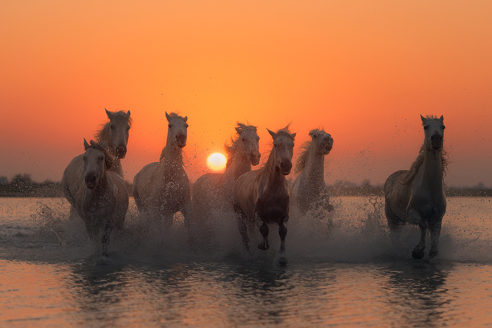 Sunset in Camargue von Rostovskiy Anton